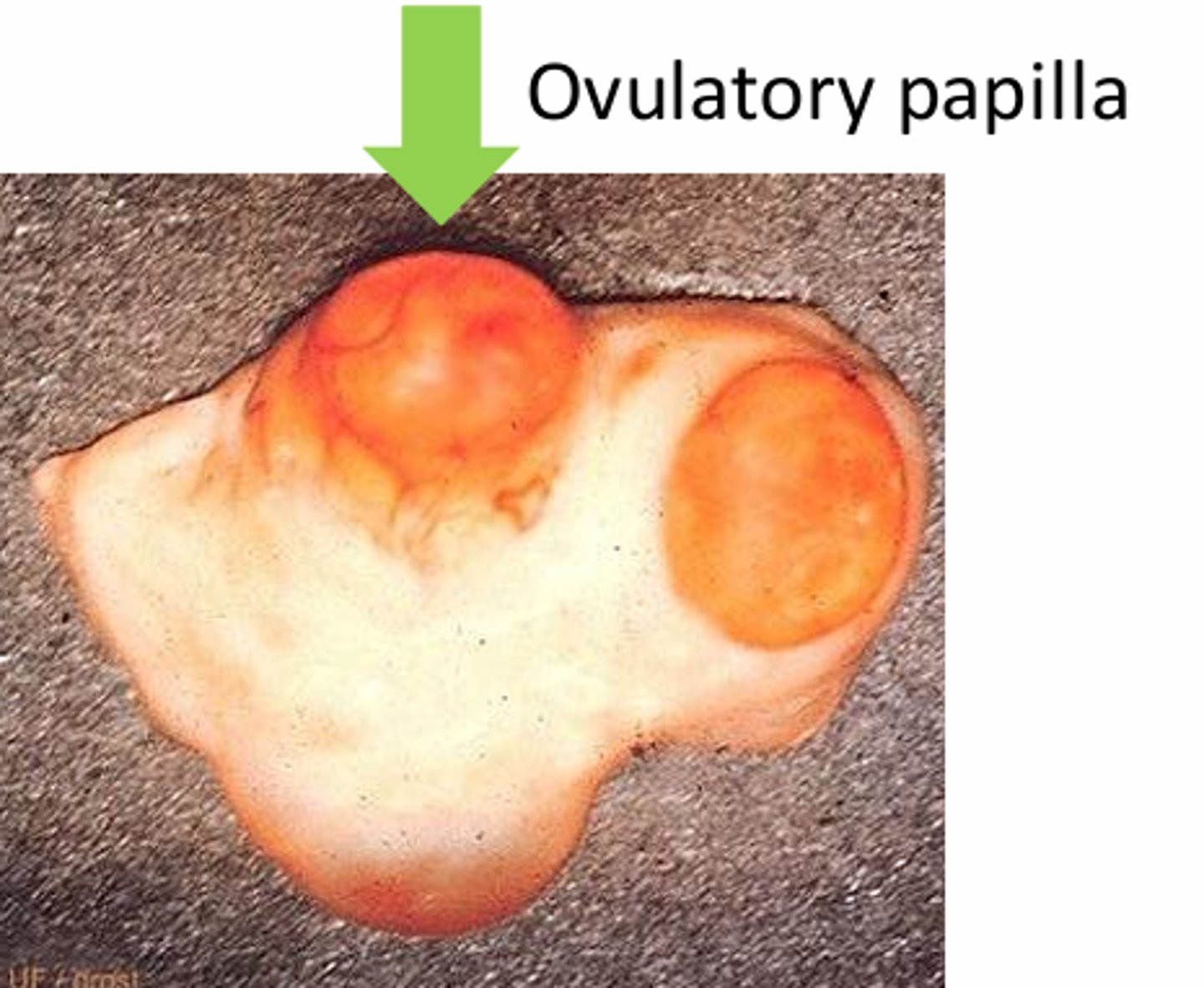<p>the corpus luteum, within this ovulatory papilla, produces ______</p>