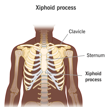 <p><span style="background-color: transparent;"><span>The small, lower tip of the sternum.</span></span></p>