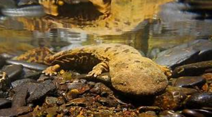 <p>Cryptobranchus alleganiensis</p>