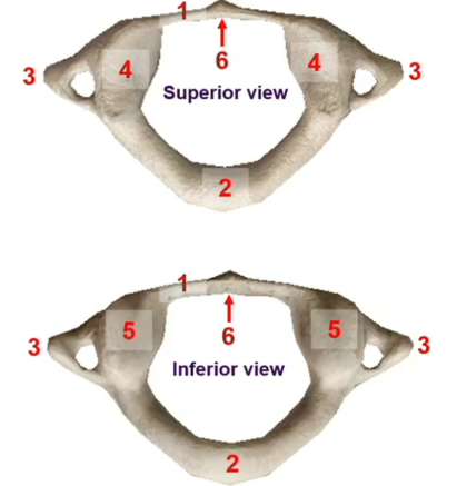 <p>Features of atlas</p>