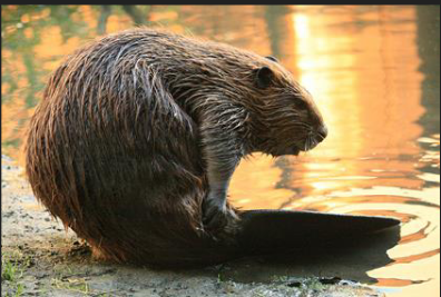 <p>What is the common name of this species</p>