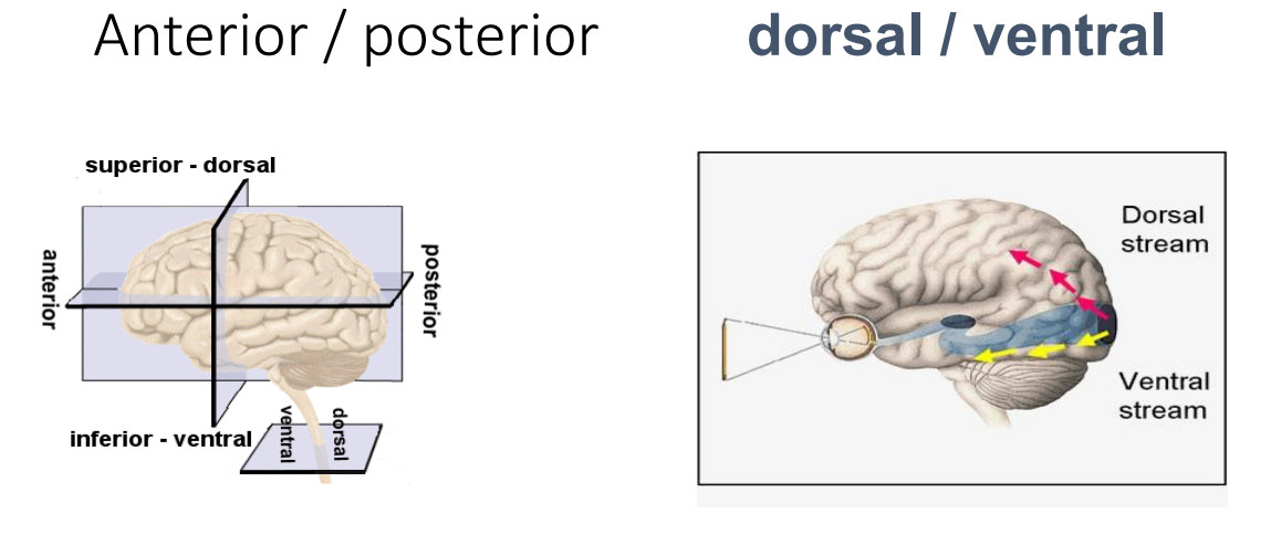 <p>lateral vs medial</p><p>soral stream is the WHERE strea. ventral is the WHAT stream</p>