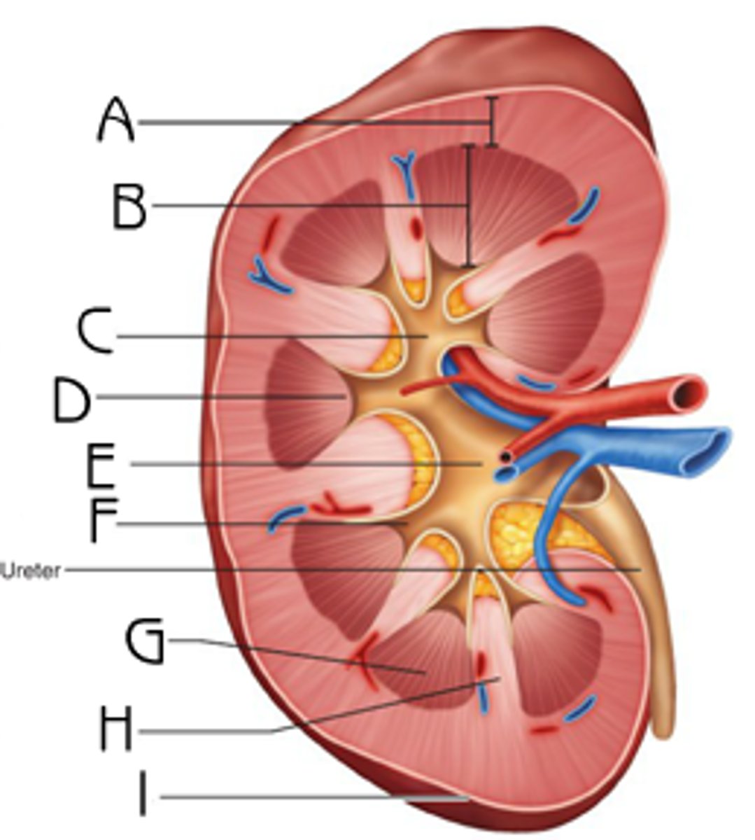 <p>What is "H" pointing to?</p>