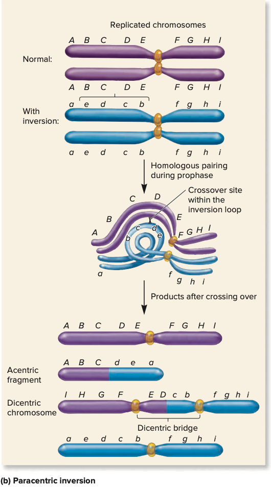<p>if the centromere lies outside the inverted region of the chromosome</p>