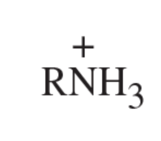 <p>pKa of protonated amines</p>