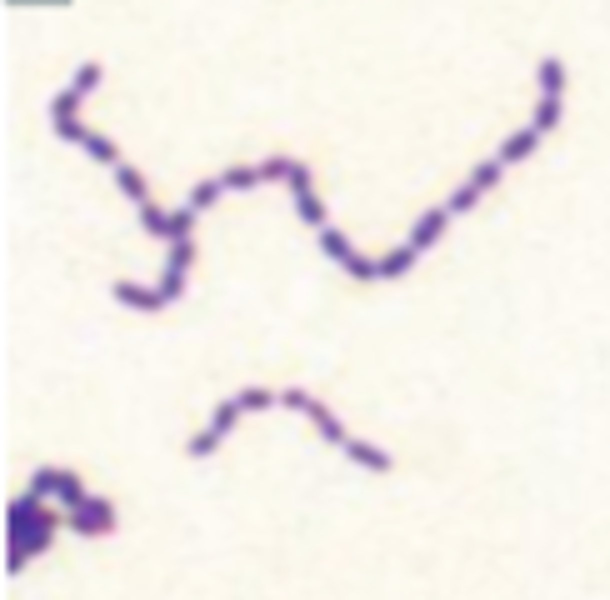 <p>What bacterial arrangement is pictured here?</p>