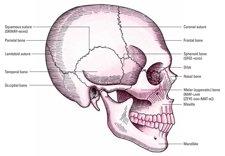 <p>Which suture unites the frontal bone and the two parietal bones?</p>