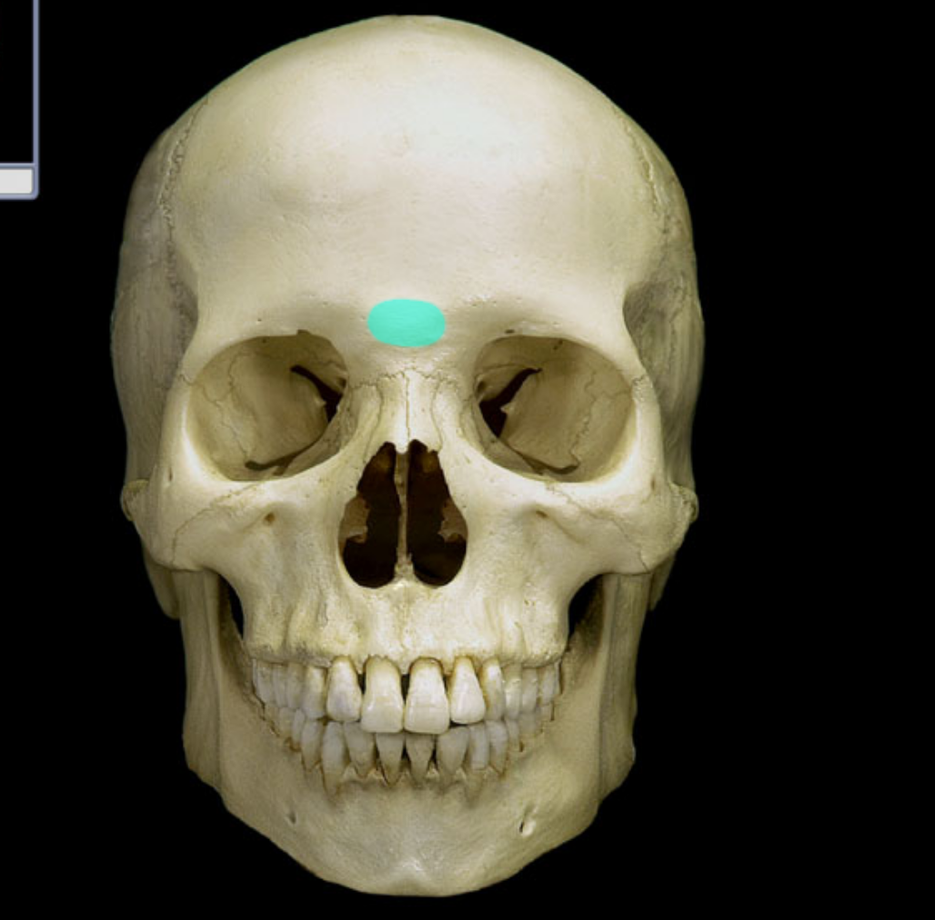 <p>what part of the skull is highlighted </p>