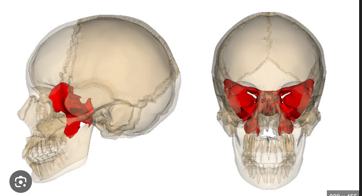 an irregular wedge shaped bone at the base of the skull, makes contact with all of the other cranial bones and helps form the base of the cranium, side of the skull and the floors and sides of the eye sockets