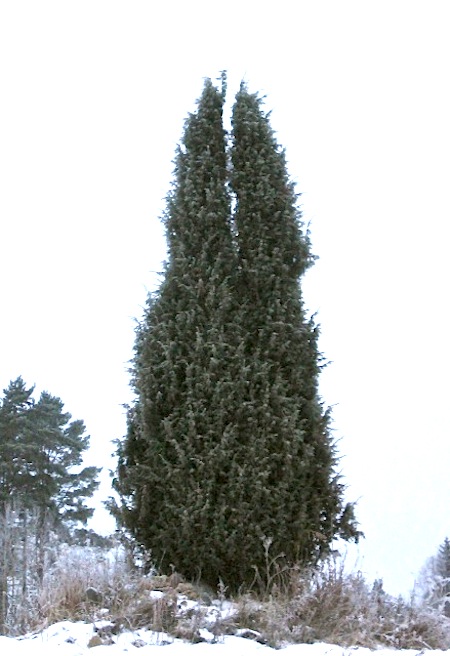 <p>Katajat</p>