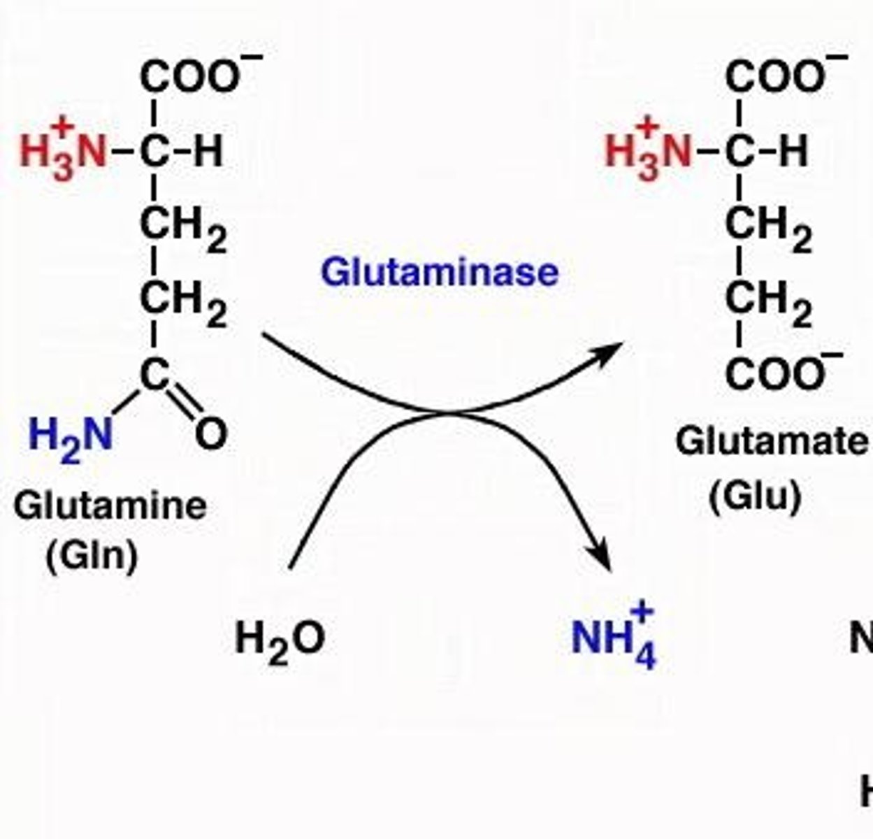 <p>1. Glutamine is converted to glutamate by glutaminase. 2. Asparagine is converted to aspartate by asparaginase, which can then be converted to glutamate.</p>