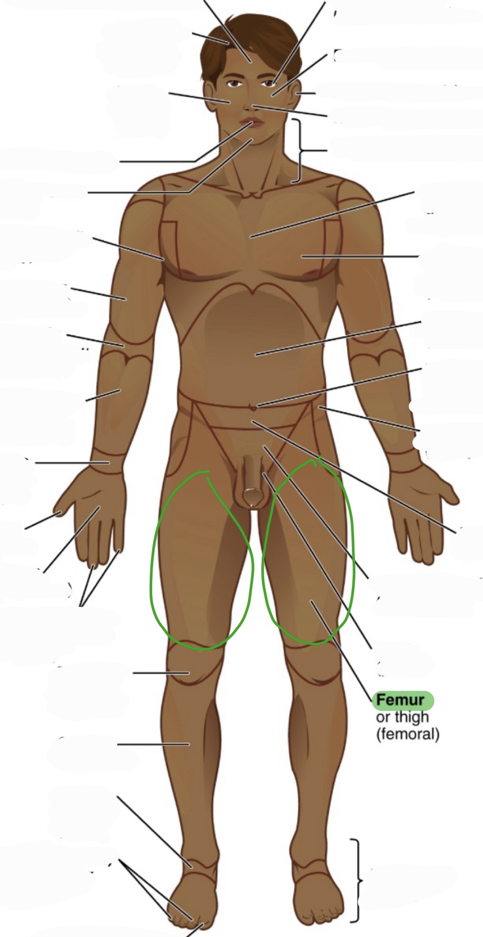 <p>thigh</p><p>(aka femoral)</p>