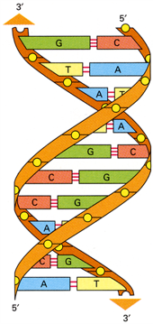 <p><mark data-color="purple">The DNA Helix</mark></p><p>Can you provide labels, descriptions, and an explanation of the elements within this diagram, detailing what it represents or illustrates?</p><p><mark data-color="green">Lecture Slide 12</mark></p>