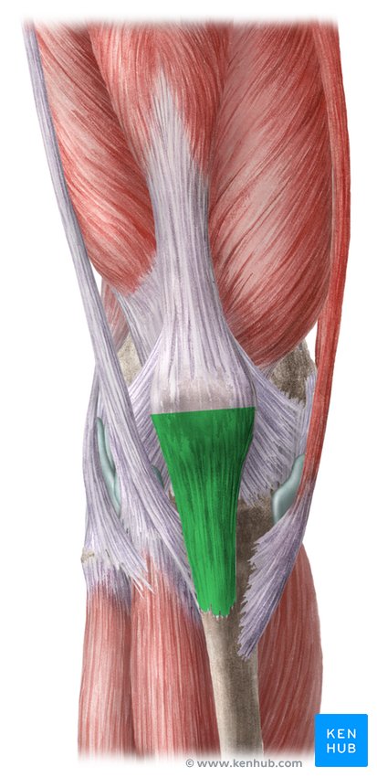 <p>bottom part over the patella</p>