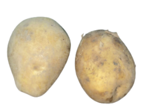 <p>Scientific name</p>