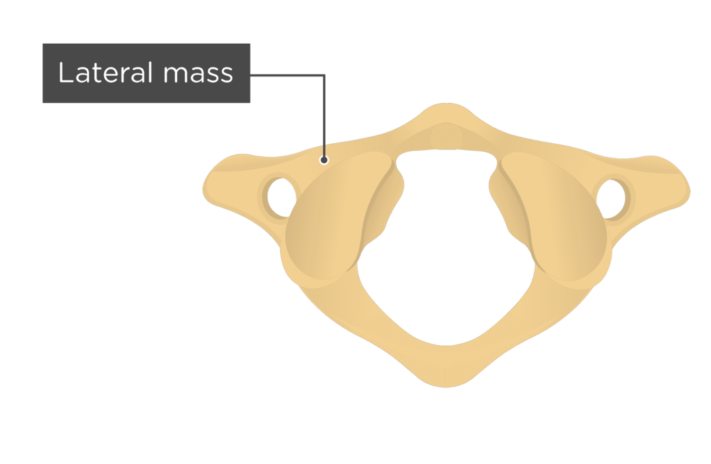 <p><span>It is on either side of the vertebrae and contains articular surfaces on the superior and inferior surfaces</span></p>