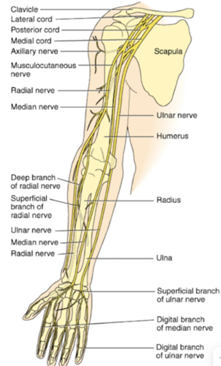 <p>What does the axillary n of the brachial plexus innervate?</p>