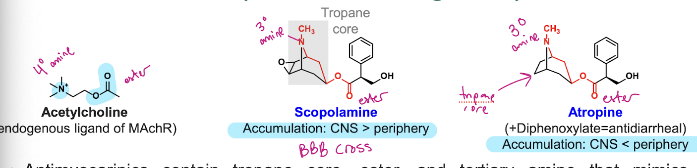 <ol><li><p>Tertiary amine </p></li><li><p>Tropane core (tent-looking thing), not in acetylcholine —> sticks in receptor</p></li><li><p>Ester</p></li></ol><p></p>