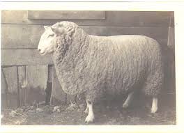 <p><span style="background-color: transparent;"><span>Montadale</span></span></p>