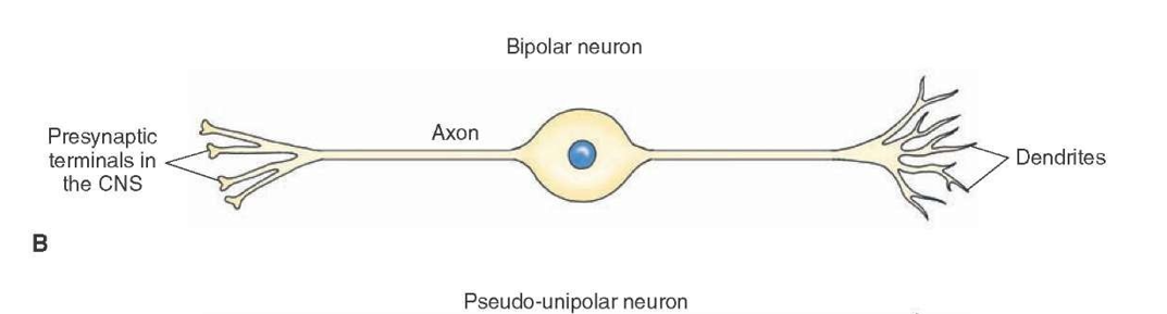 <ul><li><p>One dendrite and axon</p></li><li><p>Cell body between dendrite and axon</p></li><li><p>Small and rare</p></li></ul><p></p>