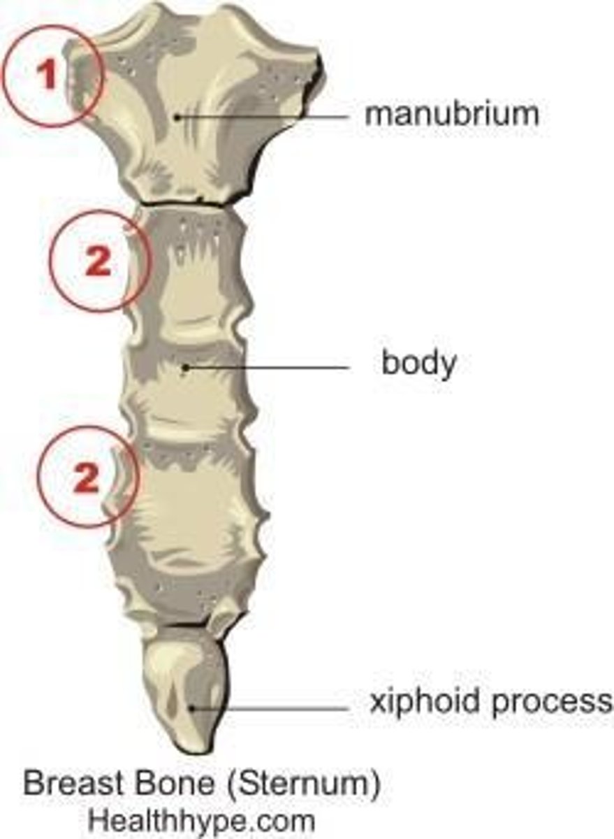 <p>The 3rd through 7th ribs.</p>