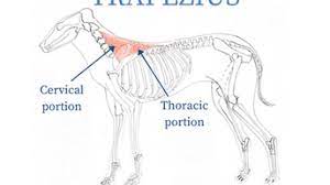 Which muscle is this