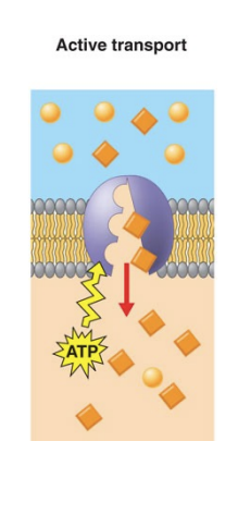 <ul><li><p>Transport proteins move solutes against the concentration gradient</p></li><li><p>Requires energy</p><ul><li><p>Hydrolysis of ATP</p></li><li><p>Simultaneous transport of another solute down an energy gradient (diffusion down one gradient drives diffusion up another gradient)</p></li></ul></li></ul><p></p>