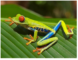 <p>What families do these frogs belong to?</p>