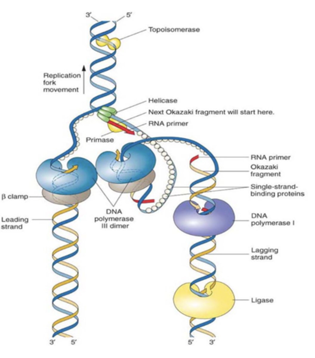 <p>bases around error are cut out and then beta DNA polymerase fills in correct sequence</p>