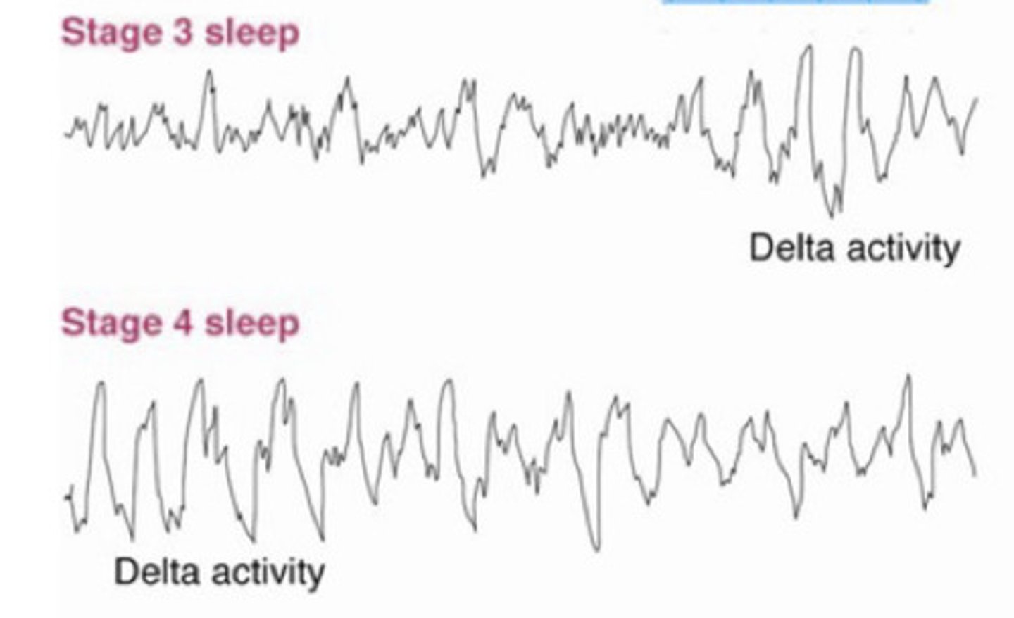 <p>- slow-wave sleep, high amplitude</p><p>- synchronized low frequency delta waves</p><p>- memory consolidation</p><p>- some dreams</p>