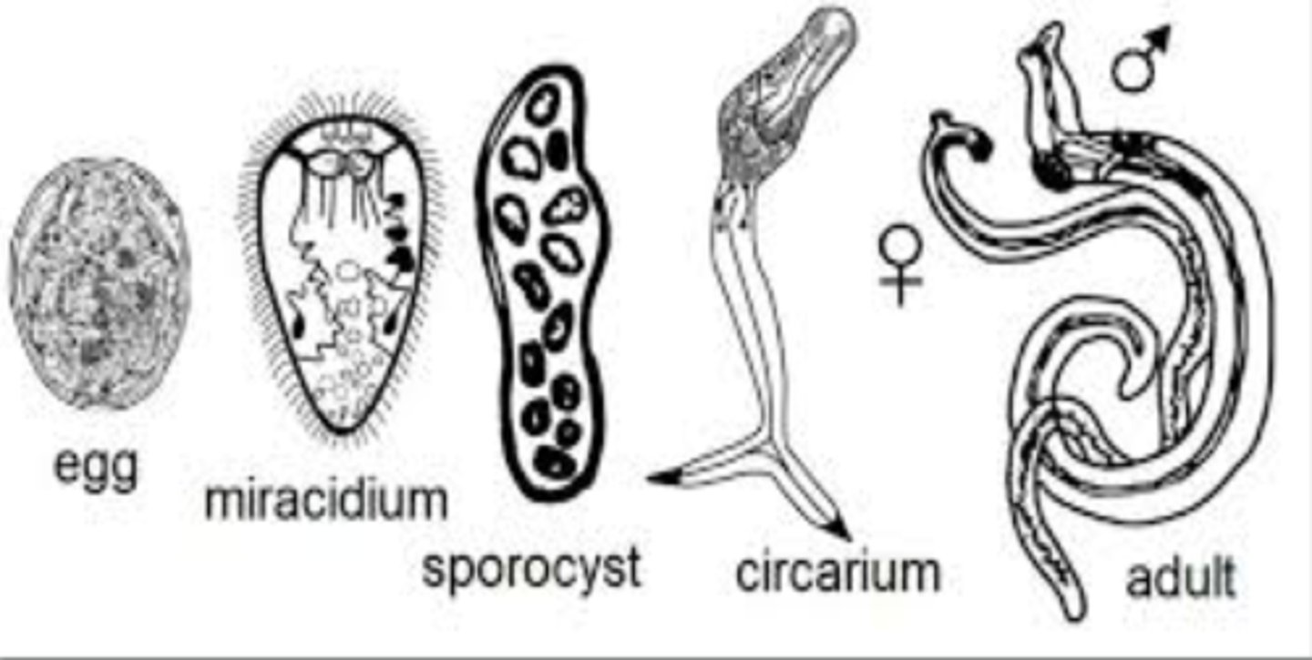 <p>-Lack muscular pharynx</p><p>-Internal cecum reunite after bifurcation.</p><p>-These are flat leaf shaped helminths</p><p>-They just roll up!</p><p>-Eggs tell you species!</p>