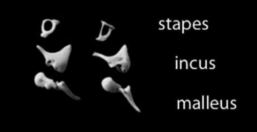 <p>Located in the middle ear</p>