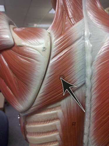 <p>adducts scapula</p>