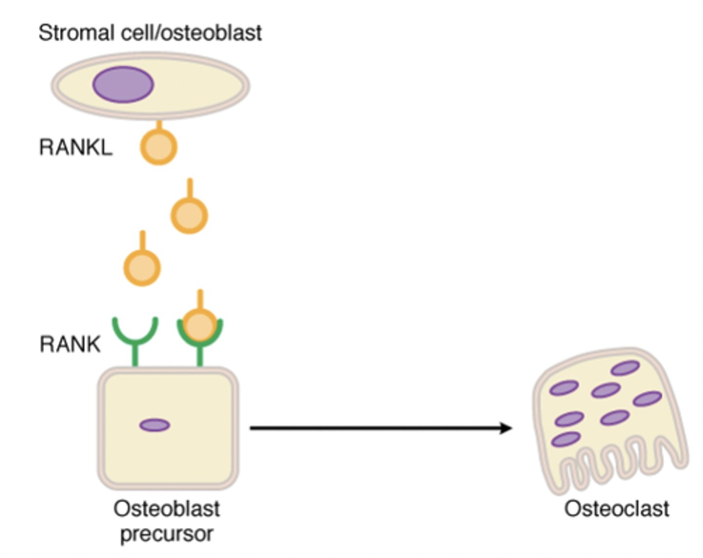 <p>-A natural ligand that acts on the receptor activator of nuclear factor kappa B (RANK) present on osteoblast precursor cells</p><p>-Stimulates differentiation into osteoclasts</p><p>-Bone resorption (releases Ca into blood)</p><p>-Pro-osteoclast</p>