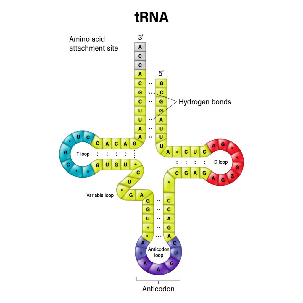 <p>transfer RNA, contain amino acid and anti-codon (matches with mRNA) and helps to build poly-peptide chain. made in nucleolus</p>