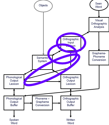 <p>the orthographic input lexicon, the conncetion between the orthographic input lexicon and the semantic system, and the connection between the orthographic input lexicon and the phonological output lexicon</p>