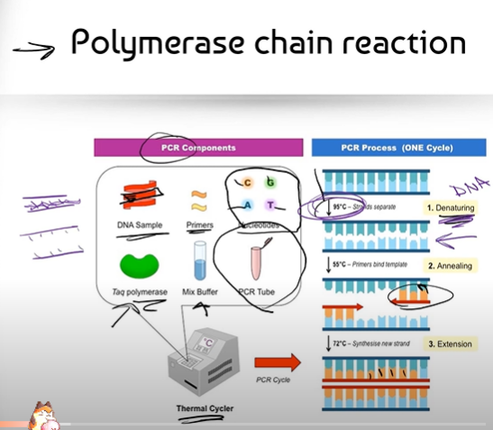 <p><br><span>1. DENATURATION: The Thermal Cycler starts off by increasing the starting temperature of the PCR tube to about 95 degrees, almost boiling temperature. DNA is a double strand held together by hydrogen bonds in between its complementary bases; so when the temperature gets super hot, it denatures the DNA, causing it to wriggle/jiggle and become single-stranded</span><br><br><span>2. ANNEALING: Now that the strands are separated, there is room for the Primers to bind to the complementary bases on DNA. Annealing happens when the Thermal Cycler cools down to about 55 degrees, where the DNA strand is no longer moving/jiggling and the Primers can bind to the complementary bases.</span><br><br><span>3. EXTENSION: The Thermal Cycler heats the PCR Tube back up to 72 degrees, which is the optimal temperature for the (gluing enzyme) Taq Polymerase. Taq Polymerase can now glue together the nitrogenous bases: Adenines, Guanines, Cytosines and Thymines that complementarily bind to DNA.</span></p>