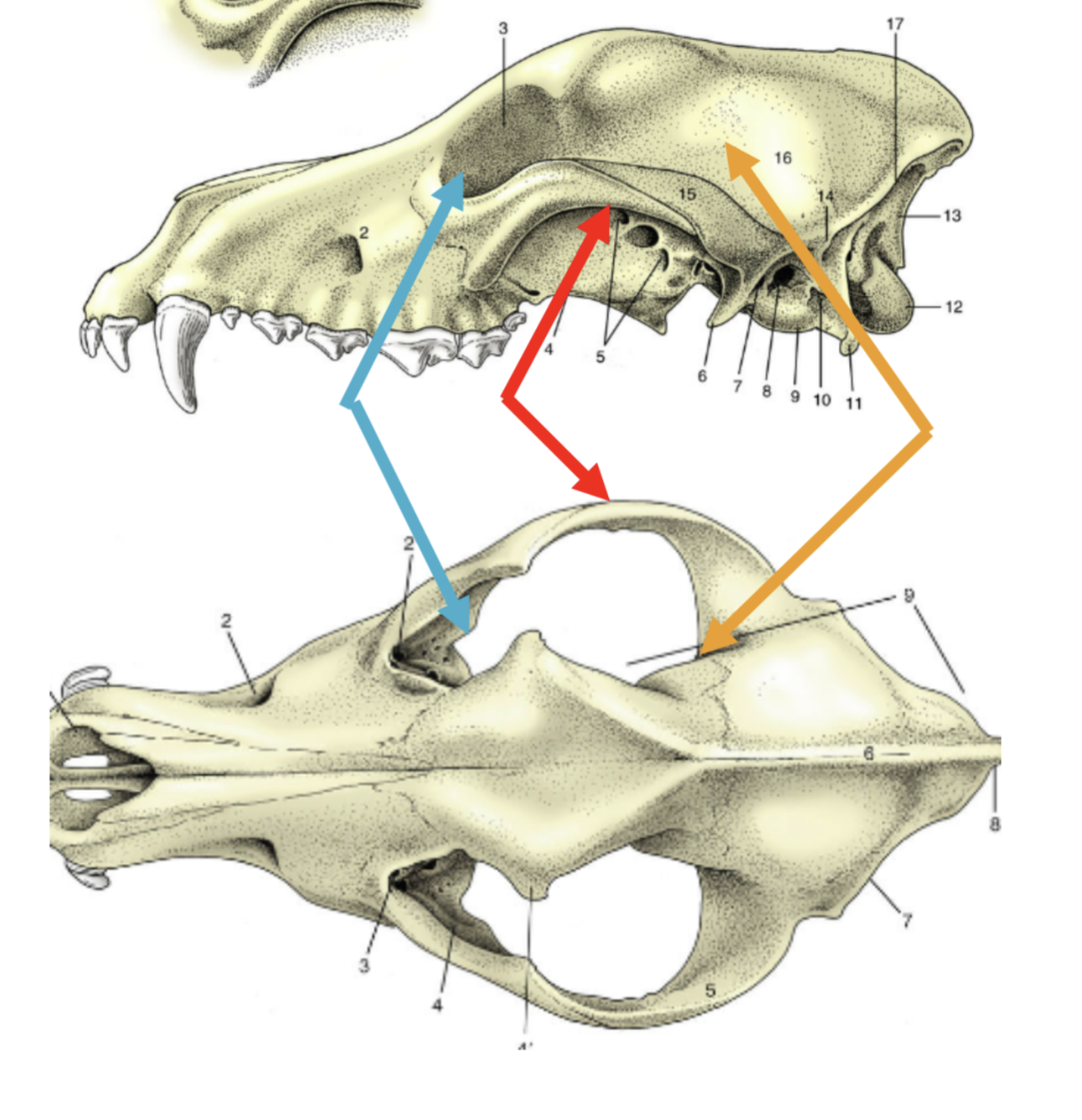<p>Which bone segment is represented by the orange arrow?</p>