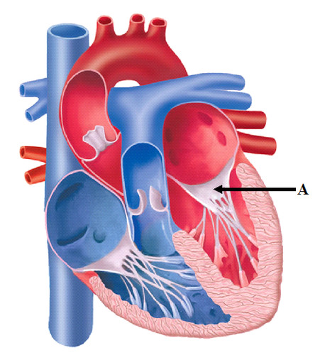 Separates the left atrium from the left ventricle