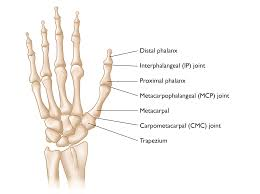 <p>nail to the wrist thus including</p><p>Distal phalanx, Interphalangeal (IP) joint, Proximal phalanx, First metacarpophalangeal (MP) joint, First metacarpal, First carpometacarpal joint, Trapezium</p>