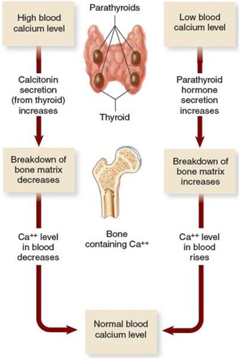 <p>Lowers blood calcium by inhibiting bone breakdown.</p>