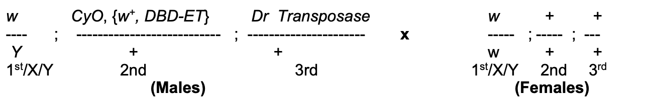 <p>Q1a: work out genotypes of gametes produced by each parent in the cross</p>