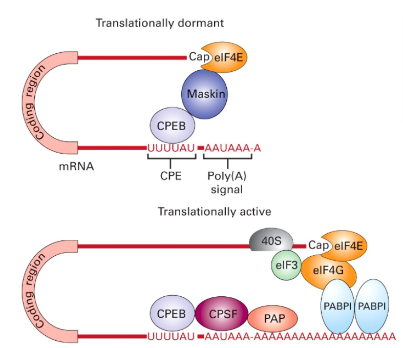 <p><span>Loomade munad sisaldavad mitmeid mRNA-sid, mis kodeerivad mitmeid erinevaid valke, kuid mida ei transleerita enne kui muna on viljastatud. Osadel mRNAdel on lühike polü-A-saba, aga stabilisatsiooni ei teki lühikeste sabade puhul, siis sellised mRNAd ei transleerita õigesti. Seega õigel ajahetkel pärast viljastamist mingi välise signaali saabumisel lisatakse umbes 150 A jääki lühikesele polü-A-sabale mRNA-s, stimuleerides sellega translatsiooni.</span></p>