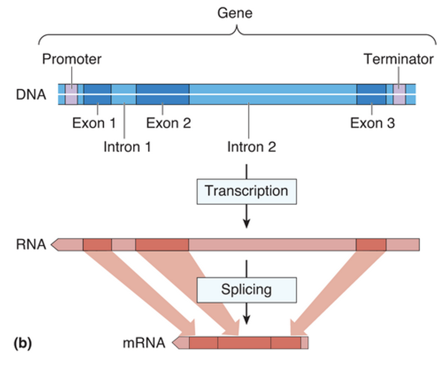 <p>noncoding regions on pre-mRNA; cut out of the RNA strand during splicing after transcription has occurred</p>