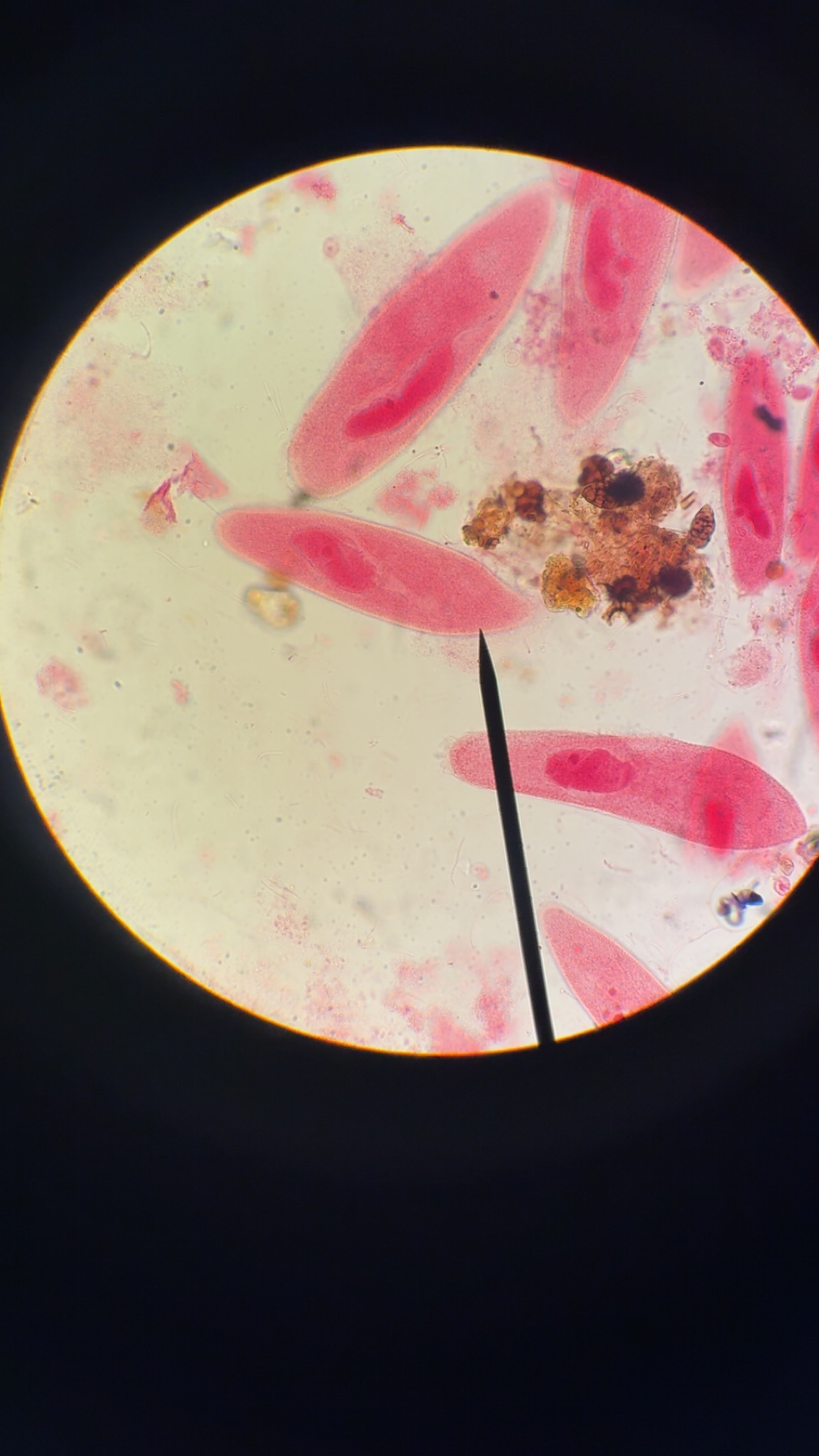 <p>What phylum is this </p>