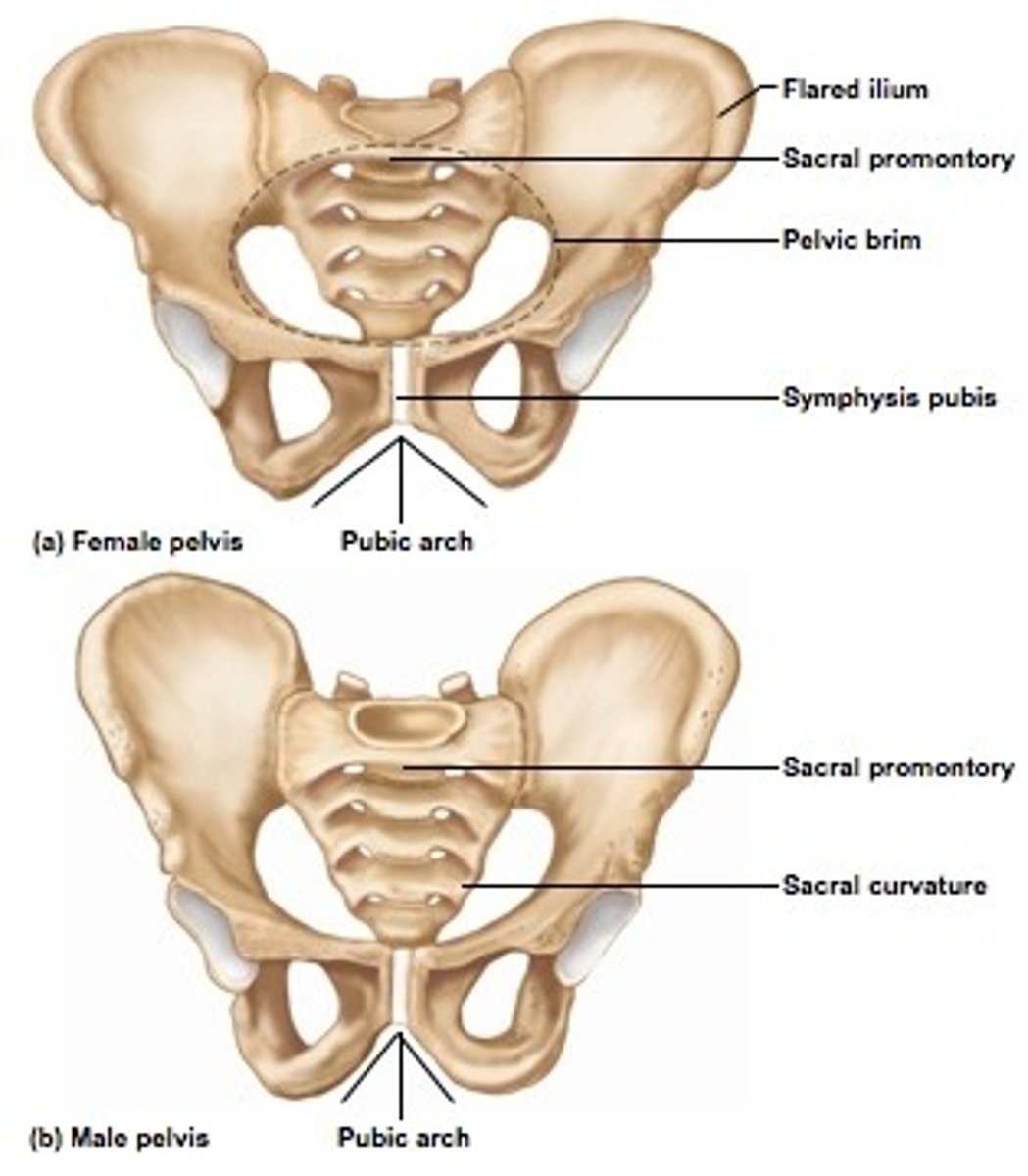 <p>female pelvis is wider and shallower for childbirth</p>