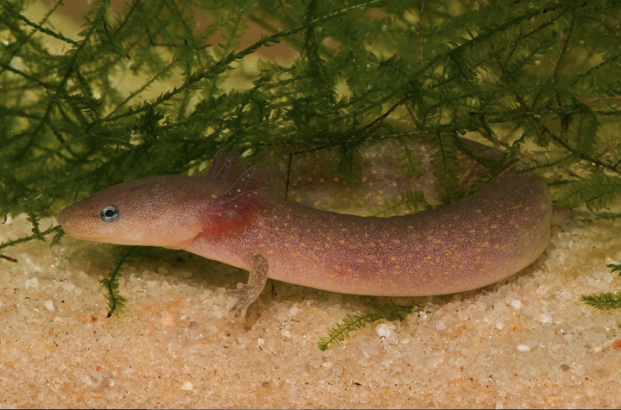 Name this specimen
