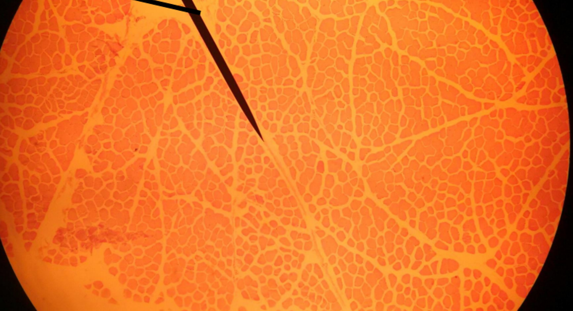 <p>This is a cross section of what?</p>