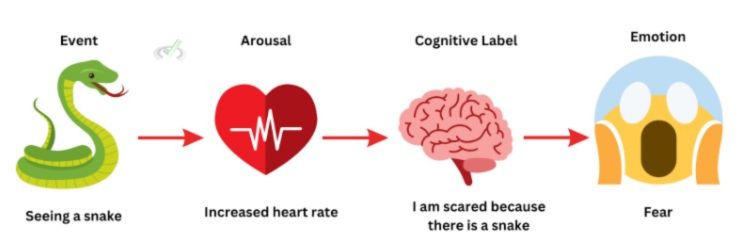 <p>Our emotions are the product of both physical arousal and our thoughts</p><ul><li><p>adding a cognitive label of the arousal. </p></li></ul><p></p>