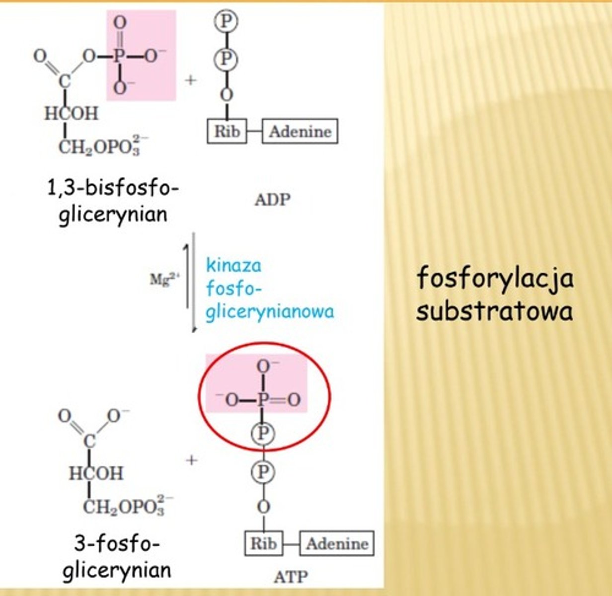 <p>kat: kinaza fosfoglicerynianowa</p><p>produkt: <strong><em>3-fosforoglicerynian</em></strong>, ATP (2 cząst.)</p>